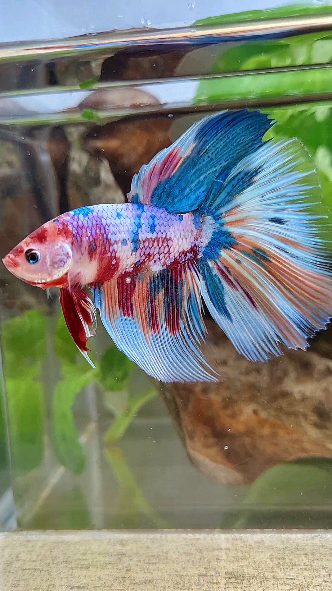 GIANT HALFMOON TOTAL 7,5CM+ RAINBOW MULTICOLOR BETTA FISH