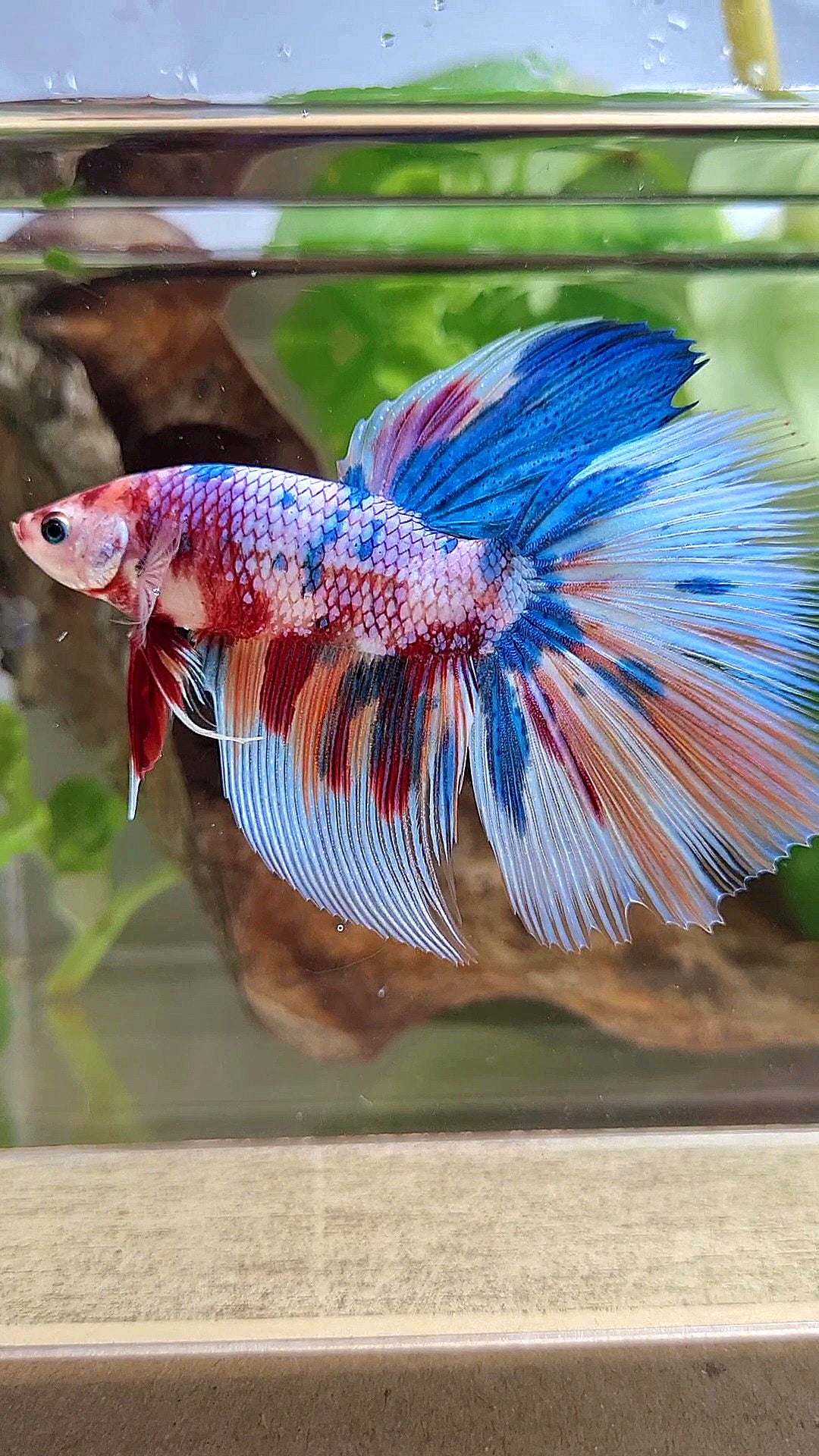 GIANT HALFMOON TOTAL 7,5CM+ RAINBOW MULTICOLOR BETTA FISH