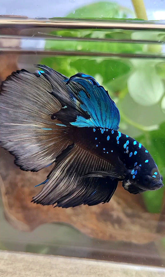 XXL HALFMOON ROSETAIL BLACK GALAXY AVATAR BLUE YELLOW BETTA FISH