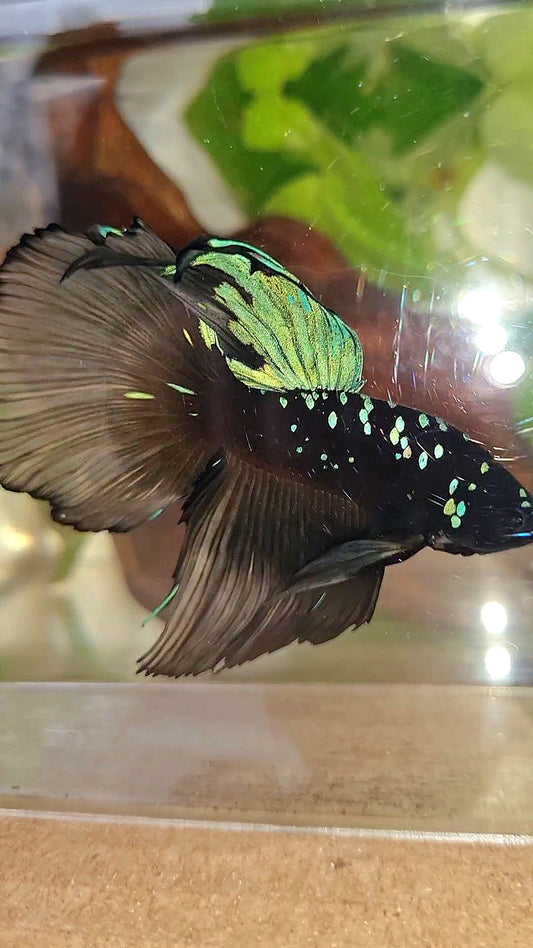 XXL HALFMOON ROSETAIL BLACK GALAXY AVATAR BLUE YELLOW BETTA FISH