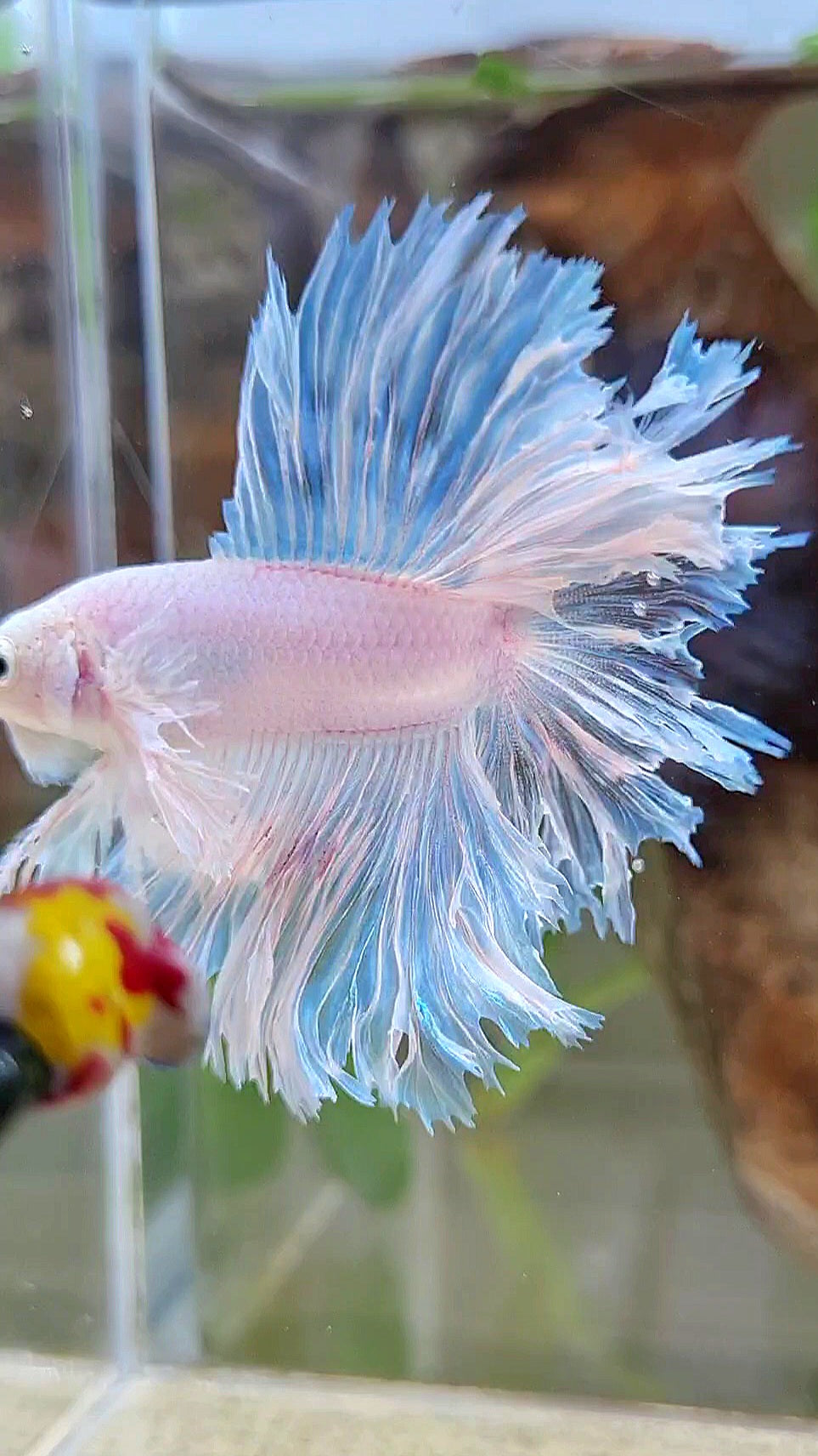 LUXURY HALFMOON DOUBLE TAIL DUMBO EAR FEATHER TAIL WHITE BETTA FISH