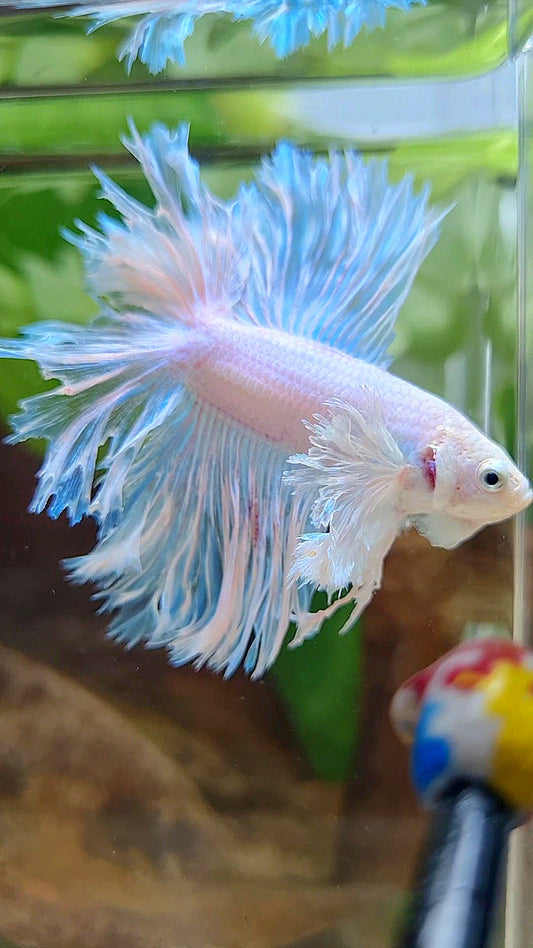 LUXURY HALFMOON DOUBLE TAIL DUMBO EAR FEATHER TAIL WHITE BETTA FISH