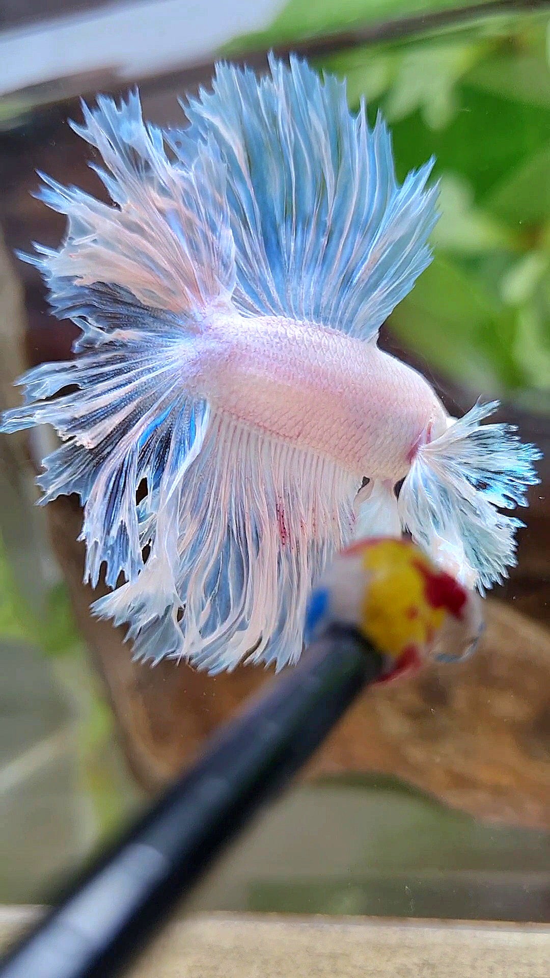 LUXURY HALFMOON DOUBLE TAIL DUMBO EAR FEATHER TAIL WHITE BETTA FISH