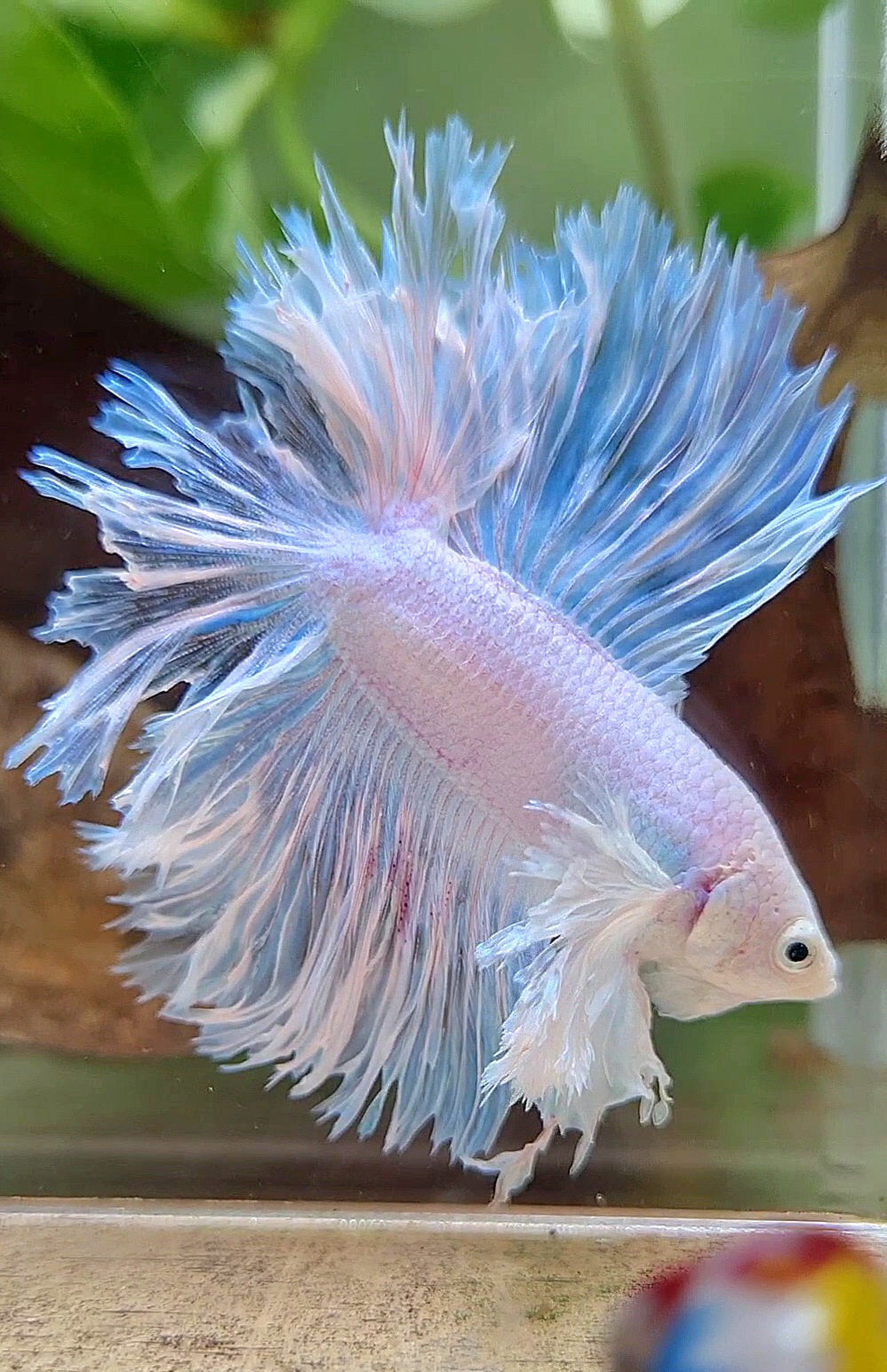 4 FISH LUXURY HALFMOON DOUBLE TAIL DUMBO EAR FEATHER TAIL WHITE& HALFMOON DUMBO ORANGE & FEMALE FEATHER TAIL BETTA FISH