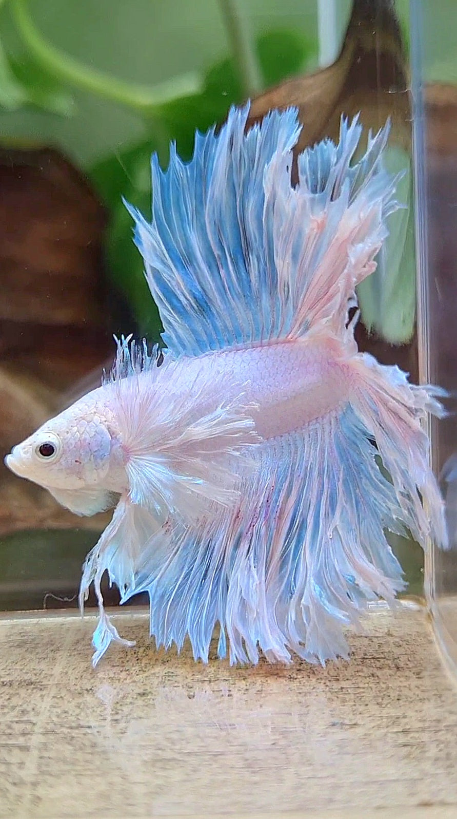 LUXURY HALFMOON DOUBLE TAIL DUMBO EAR FEATHER TAIL WHITE BETTA FISH