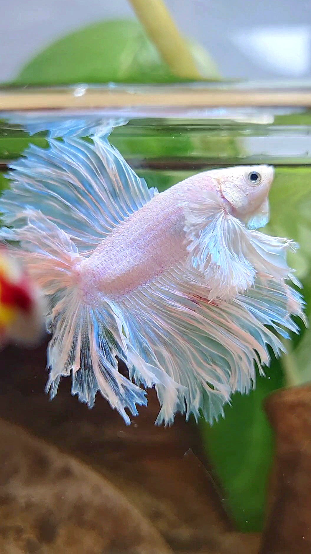 LUXURY HALFMOON DOUBLE TAIL DUMBO EAR FEATHER TAIL WHITE BETTA FISH