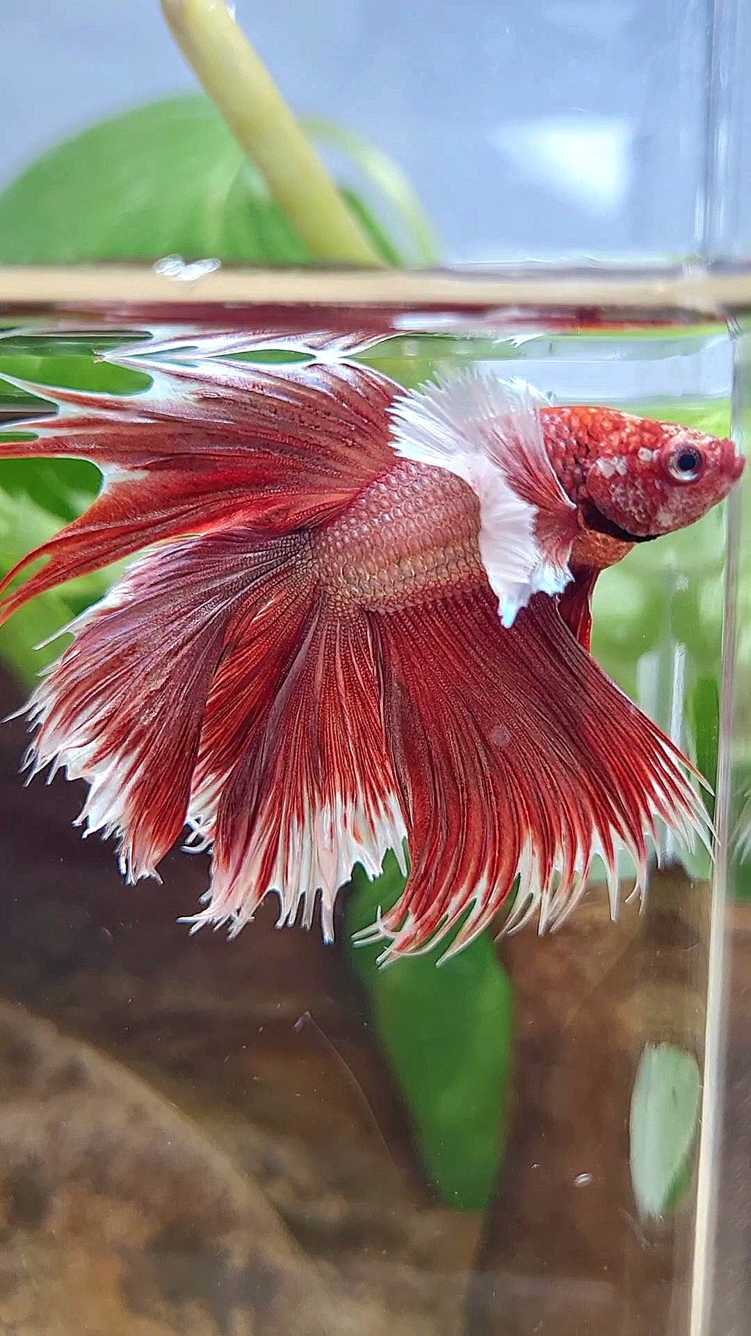 LUXURY HALFMOON CROWNTAIL DUMBO EAR DOUBLE TAIL ROSEGOLD BETTA FISH