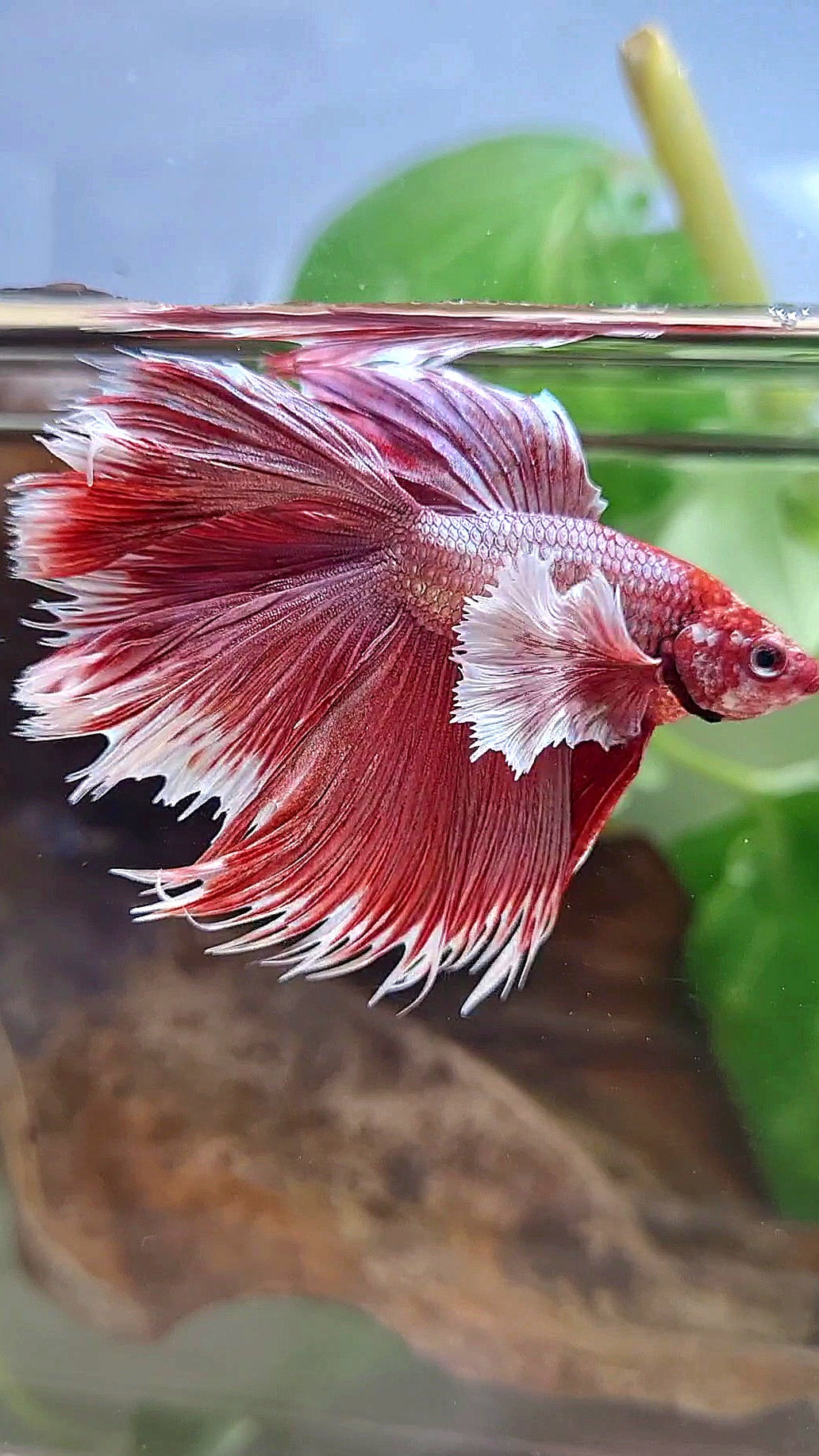 LUXURY HALFMOON CROWNTAIL DUMBO EAR DOUBLE TAIL ROSEGOLD BETTA FISH