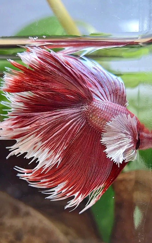 LUXURY HALFMOON CROWNTAIL DUMBO EAR DOUBLE TAIL ROSEGOLD BETTA FISH