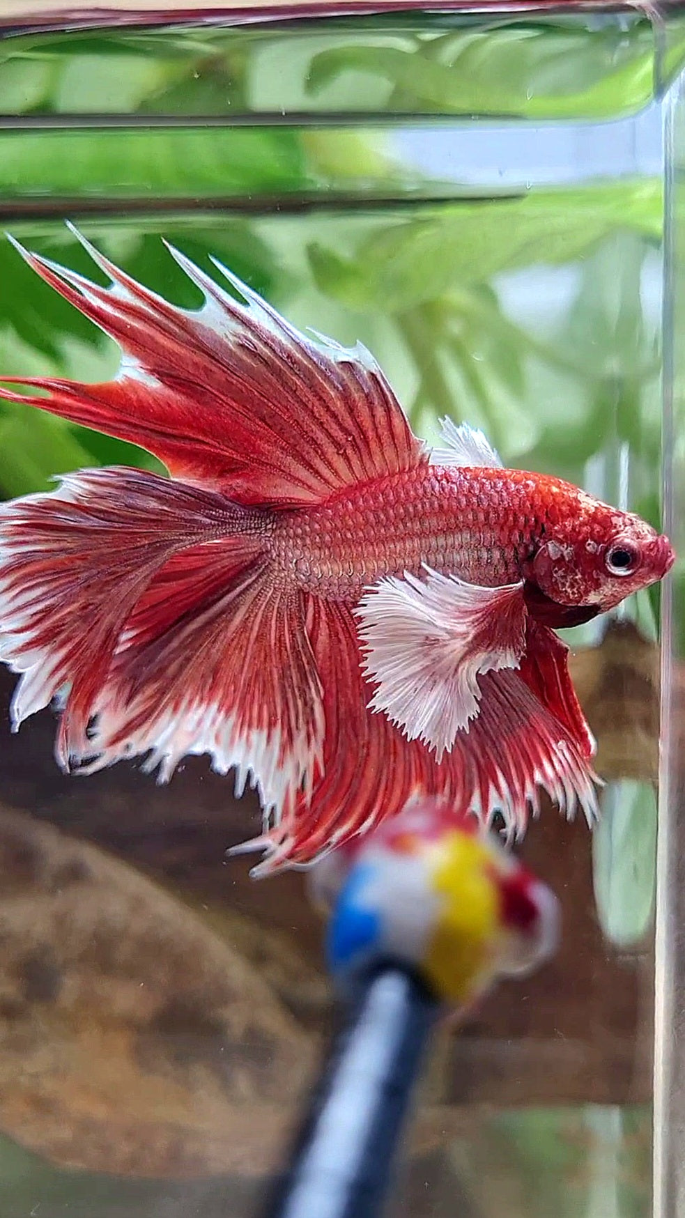 LUXURY HALFMOON CROWNTAIL DUMBO EAR DOUBLE TAIL ROSEGOLD BETTA FISH