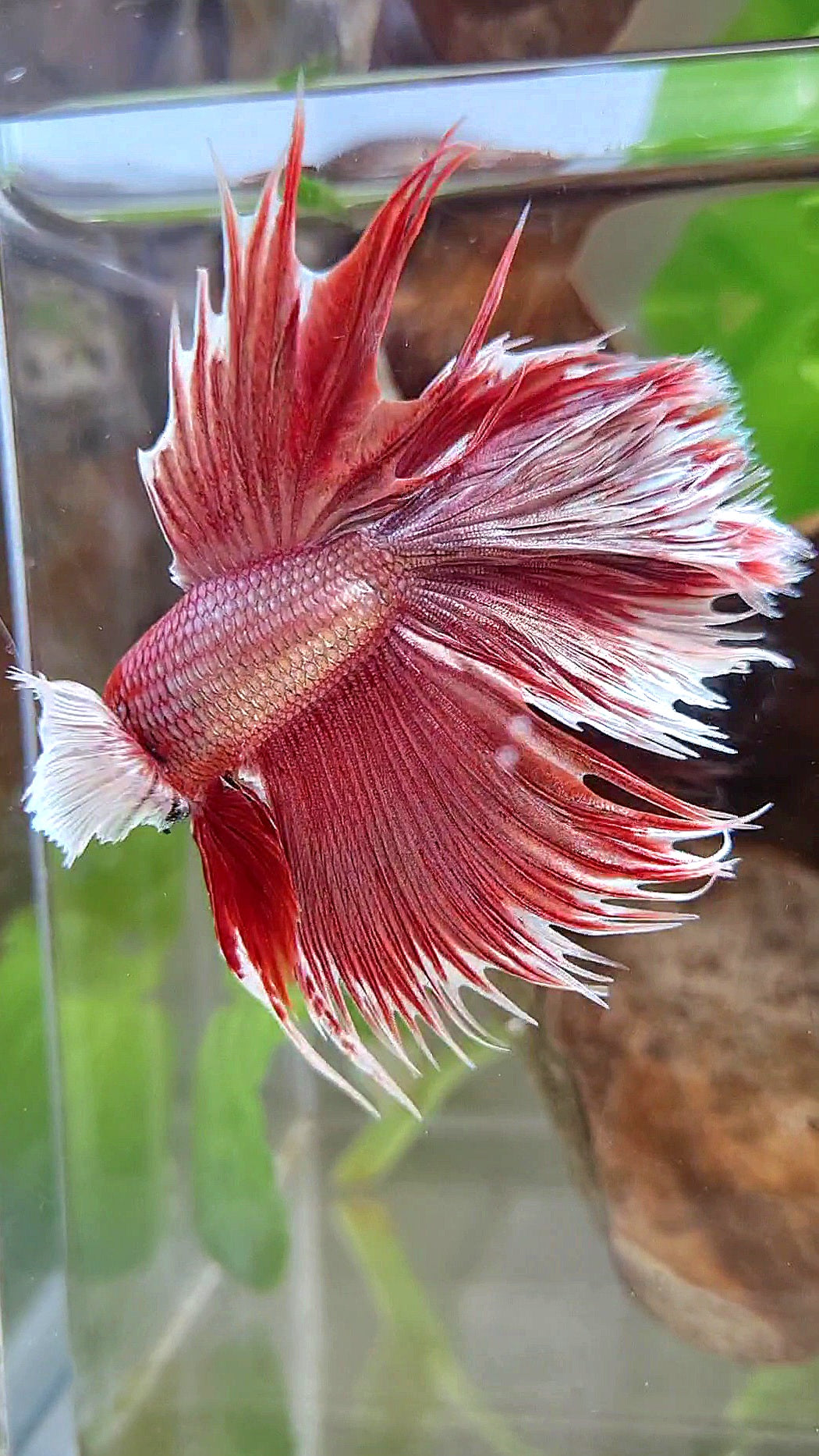 LUXURY HALFMOON CROWNTAIL DUMBO EAR DOUBLE TAIL ROSEGOLD BETTA FISH