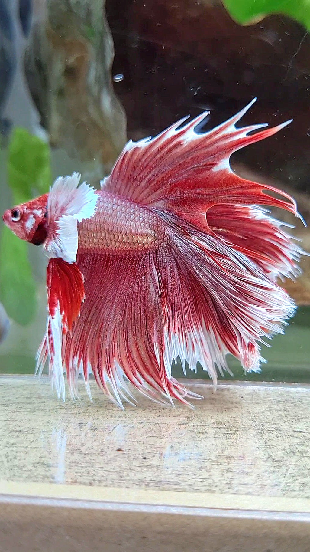 LUXURY HALFMOON CROWNTAIL DUMBO EAR DOUBLE TAIL ROSEGOLD BETTA FISH