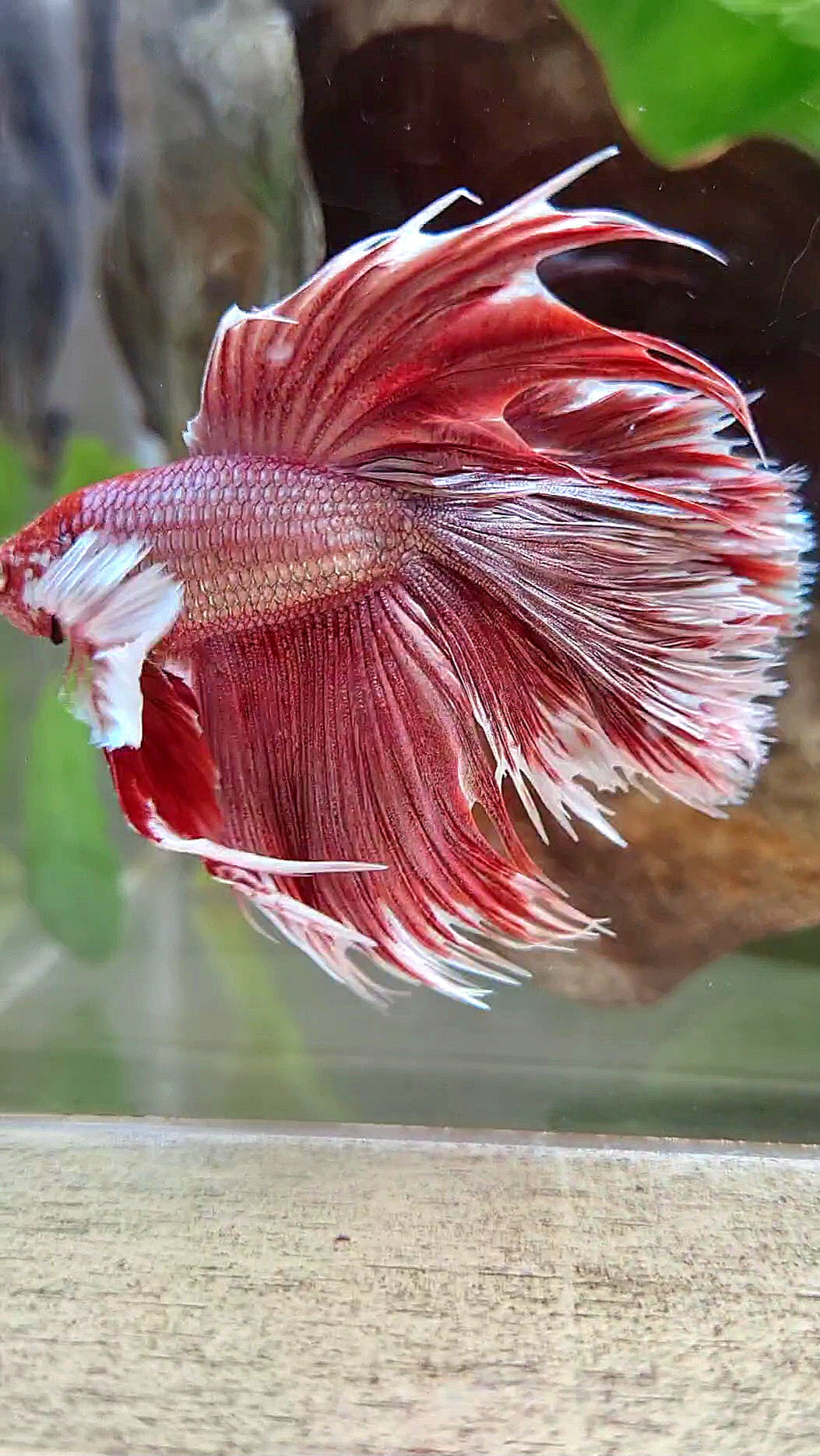 LUXURY HALFMOON CROWNTAIL DUMBO EAR DOUBLE TAIL ROSEGOLD BETTA FISH