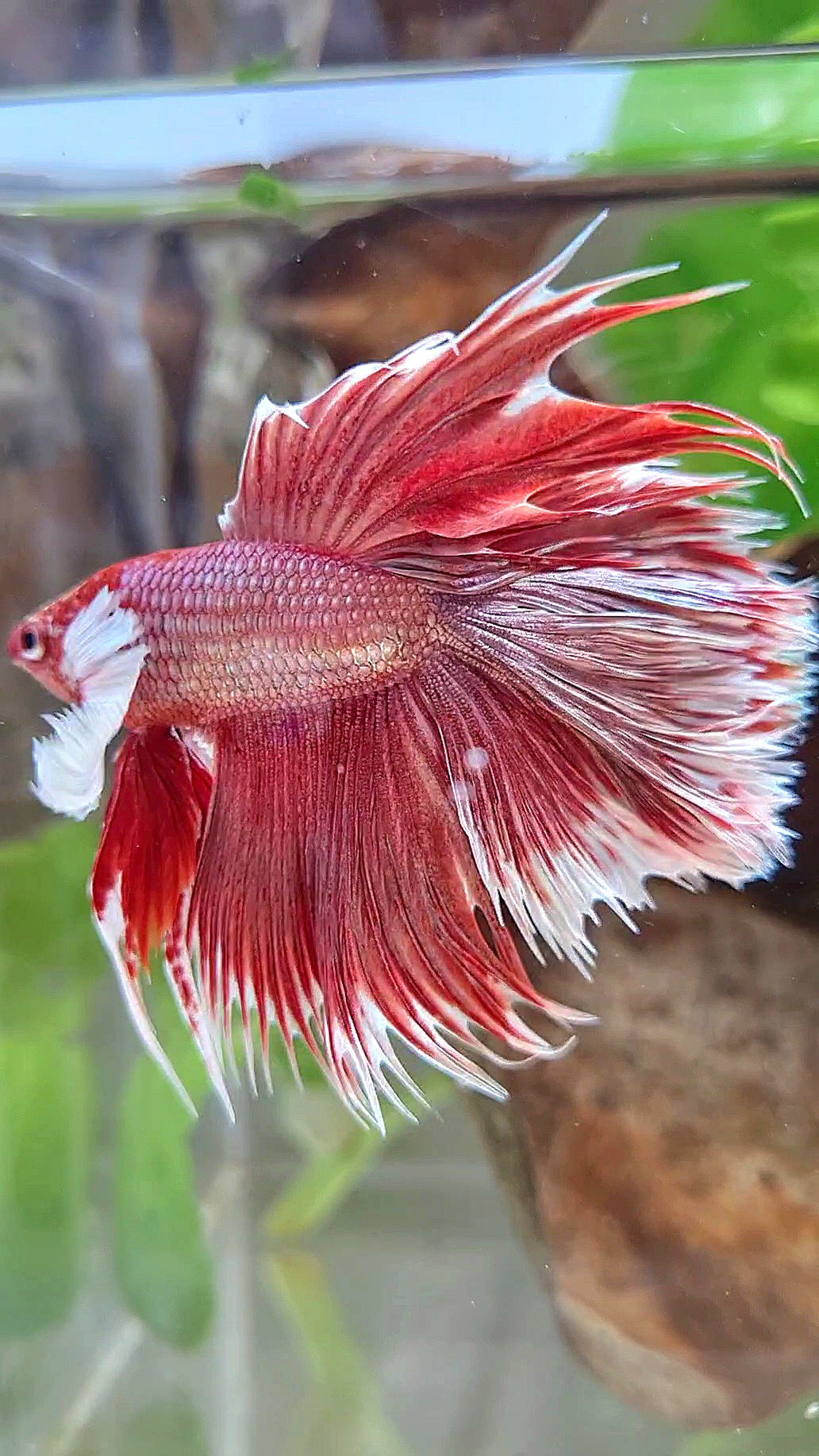 LUXURY HALFMOON CROWNTAIL DUMBO EAR DOUBLE TAIL ROSEGOLD BETTA FISH