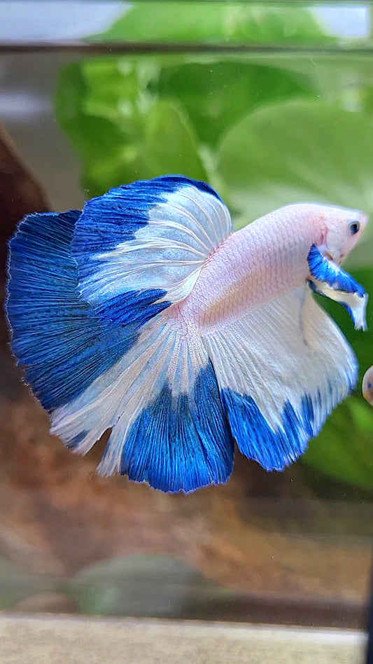 HALFMOON ROSETAIL BLUE RIM PATTERN BETTA FISH