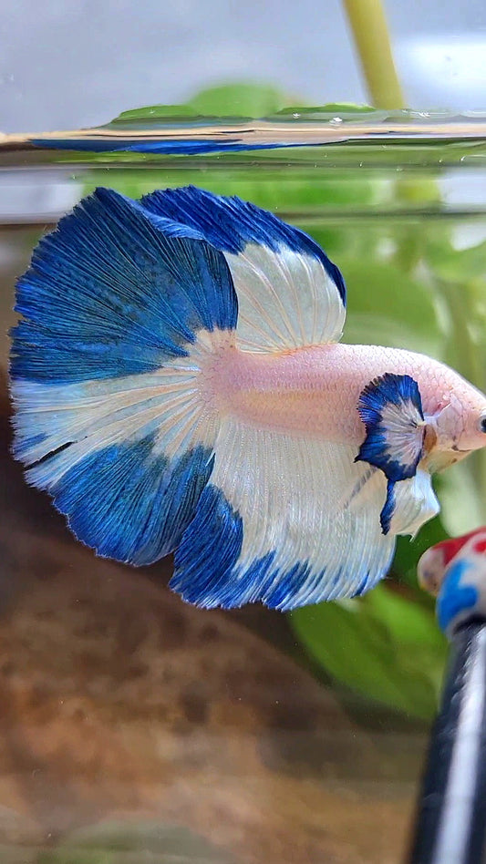 HALFMOON ROSETAIL BLUE RIM PATTERN BETTA FISH