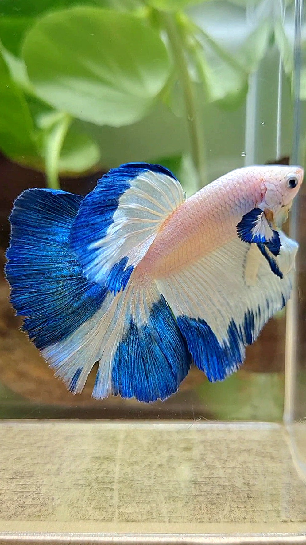 HALFMOON ROSETAIL BLUE RIM PATTERN BETTA FISH