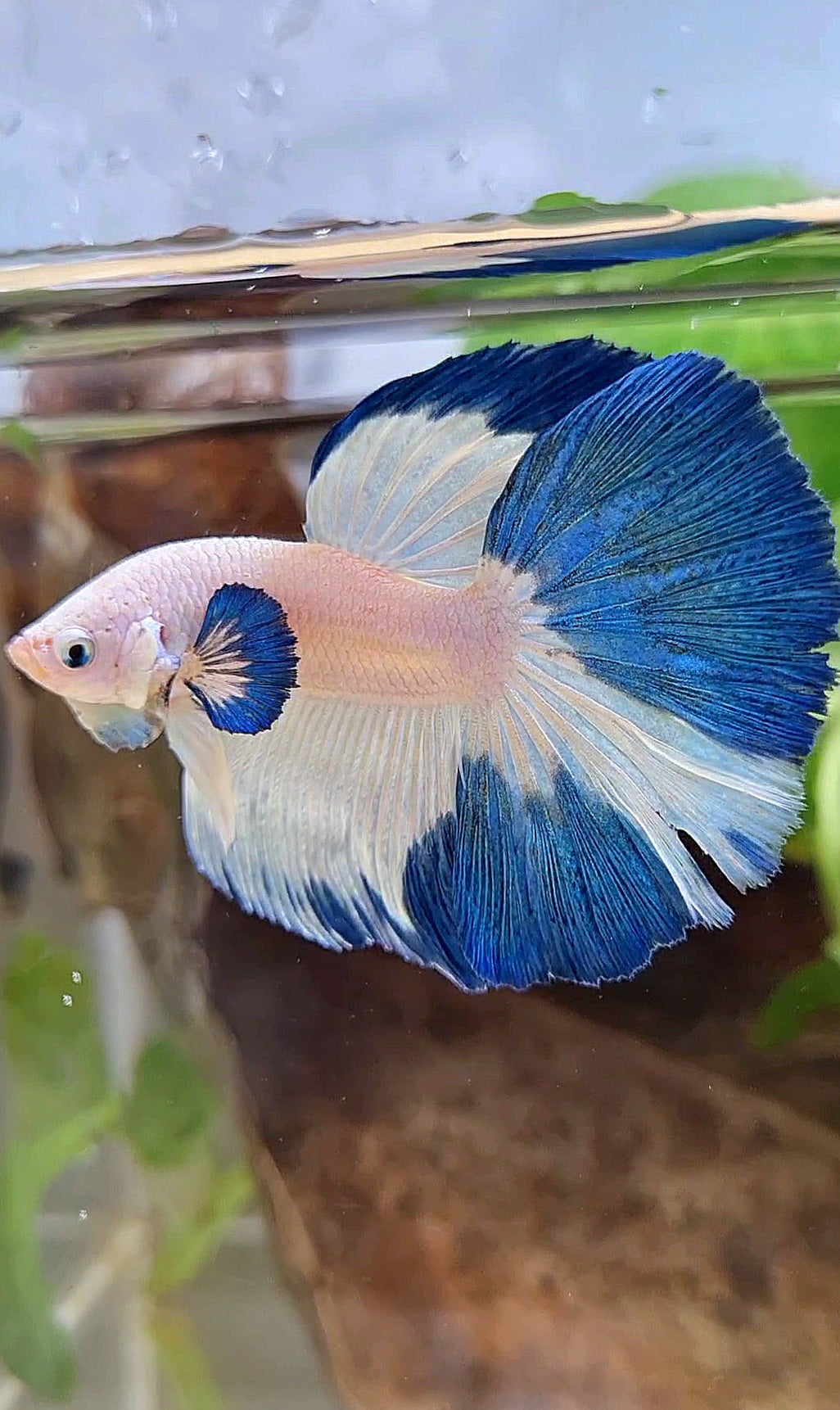 HALFMOON ROSETAIL BLUE RIM PATTERN BETTA FISH