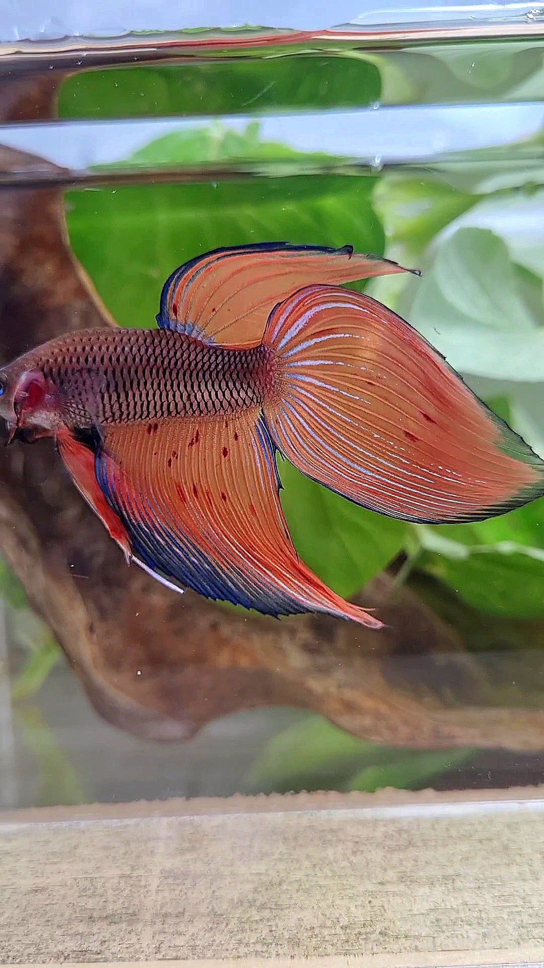 VEILTAIL DARK VIOLET ARMAGEDDON FIRE BETTA FISH
