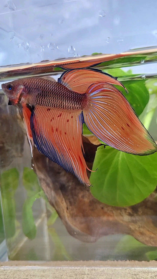 VEILTAIL DARK VIOLET ARMAGEDDON FIRE BETTA FISH