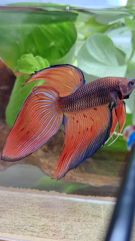 VEILTAIL DARK VIOLET ARMAGEDDON FIRE BETTA FISH