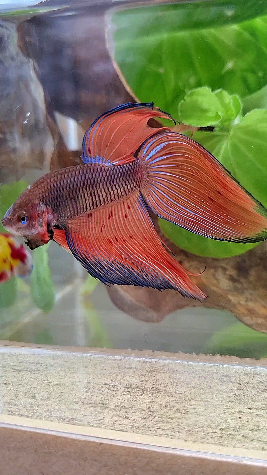 VEILTAIL DARK VIOLET ARMAGEDDON FIRE BETTA FISH