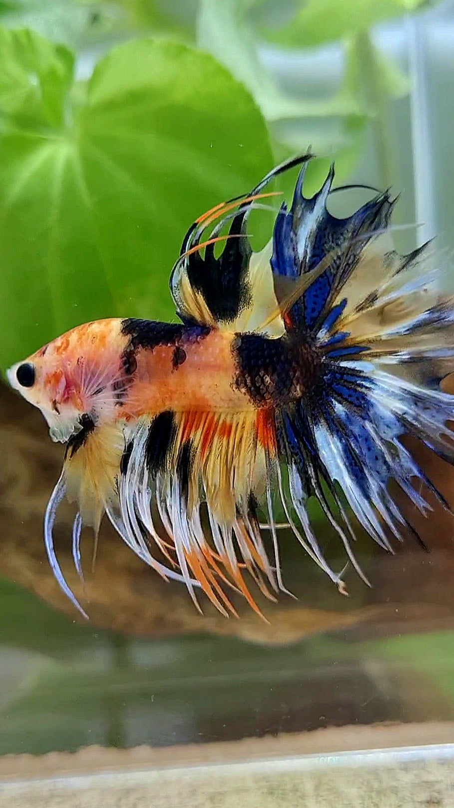 CROWNTAIL YELLOW ORANGE KOI SUPER MULTICOLOR BETTA FISH