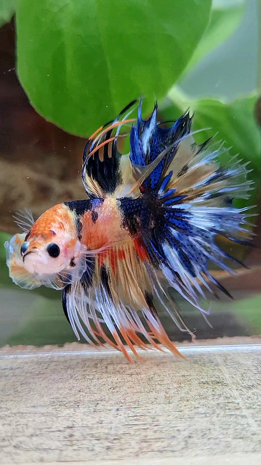 CROWNTAIL YELLOW ORANGE KOI SUPER MULTICOLOR BETTA FISH
