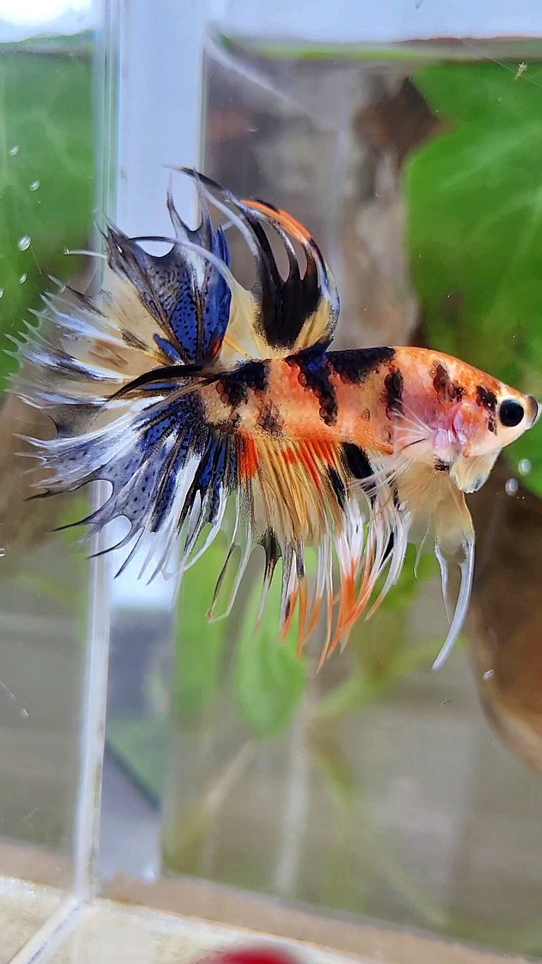 CROWNTAIL YELLOW ORANGE KOI SUPER MULTICOLOR BETTA FISH
