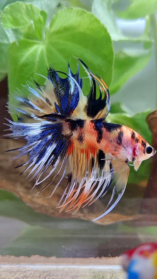 CROWNTAIL YELLOW ORANGE KOI SUPER MULTICOLOR BETTA FISH