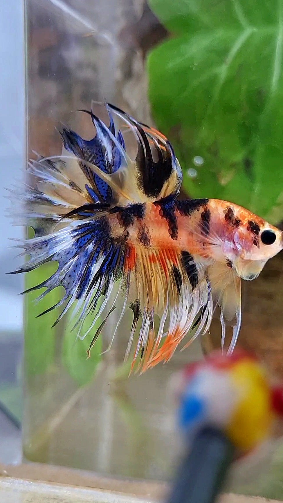 CROWNTAIL YELLOW ORANGE KOI SUPER MULTICOLOR BETTA FISH