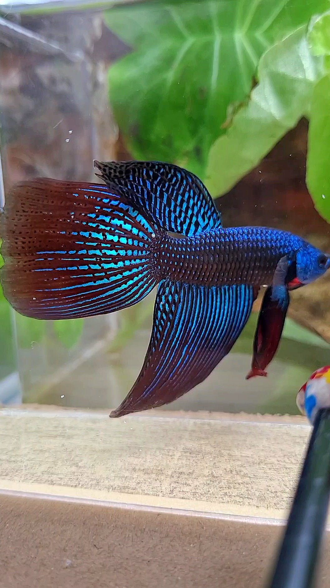 VEILTAIL DELTA ALIEN GREEN BLUE HYBRID WILD BETTA FISH