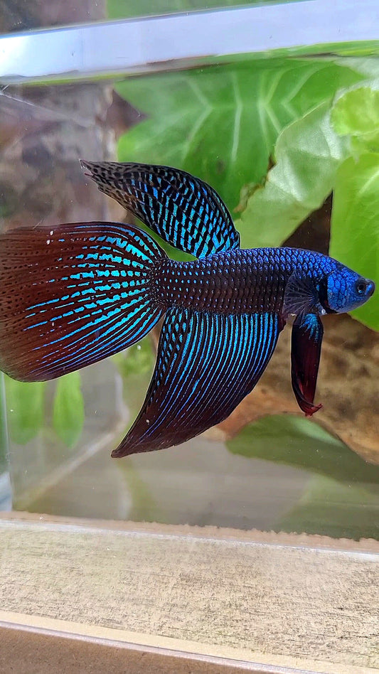 VEILTAIL DELTA ALIEN GREEN BLUE HYBRID WILD BETTA FISH