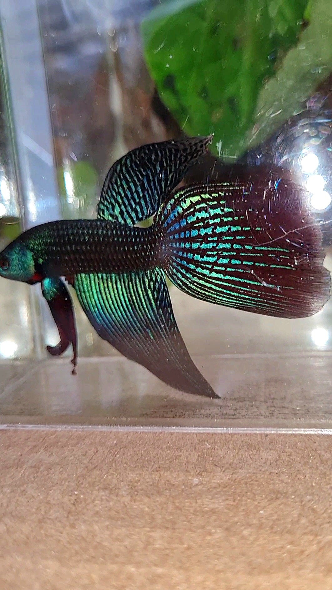 VEILTAIL DELTA ALIEN GREEN BLUE HYBRID WILD BETTA FISH