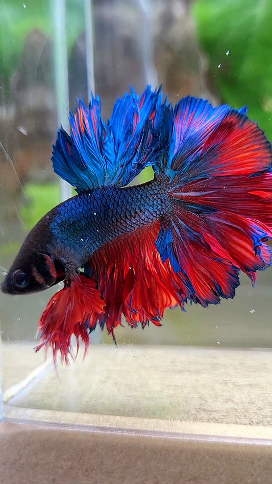 KING ROSETAIL HALFMOON BLUE RED BETTA FISH