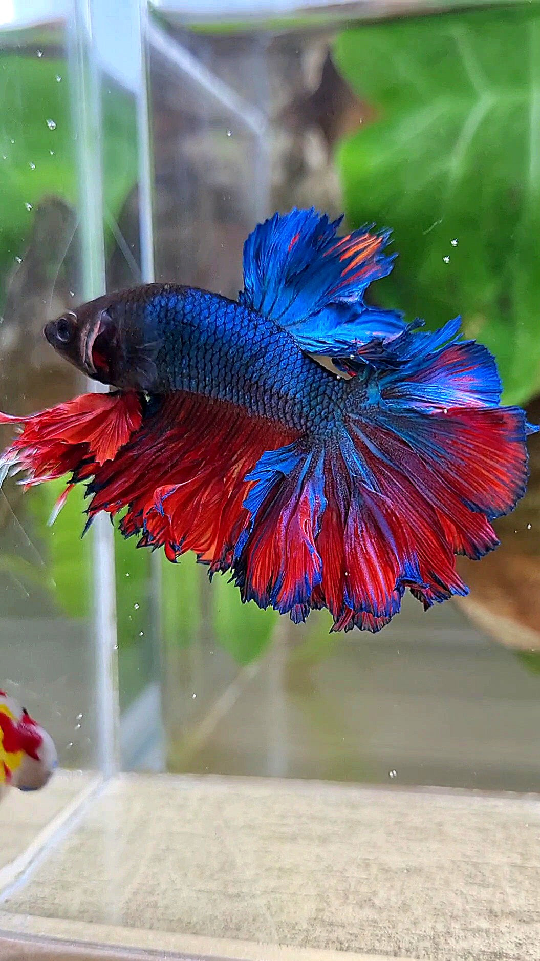 KING ROSETAIL HALFMOON BLUE RED BETTA FISH