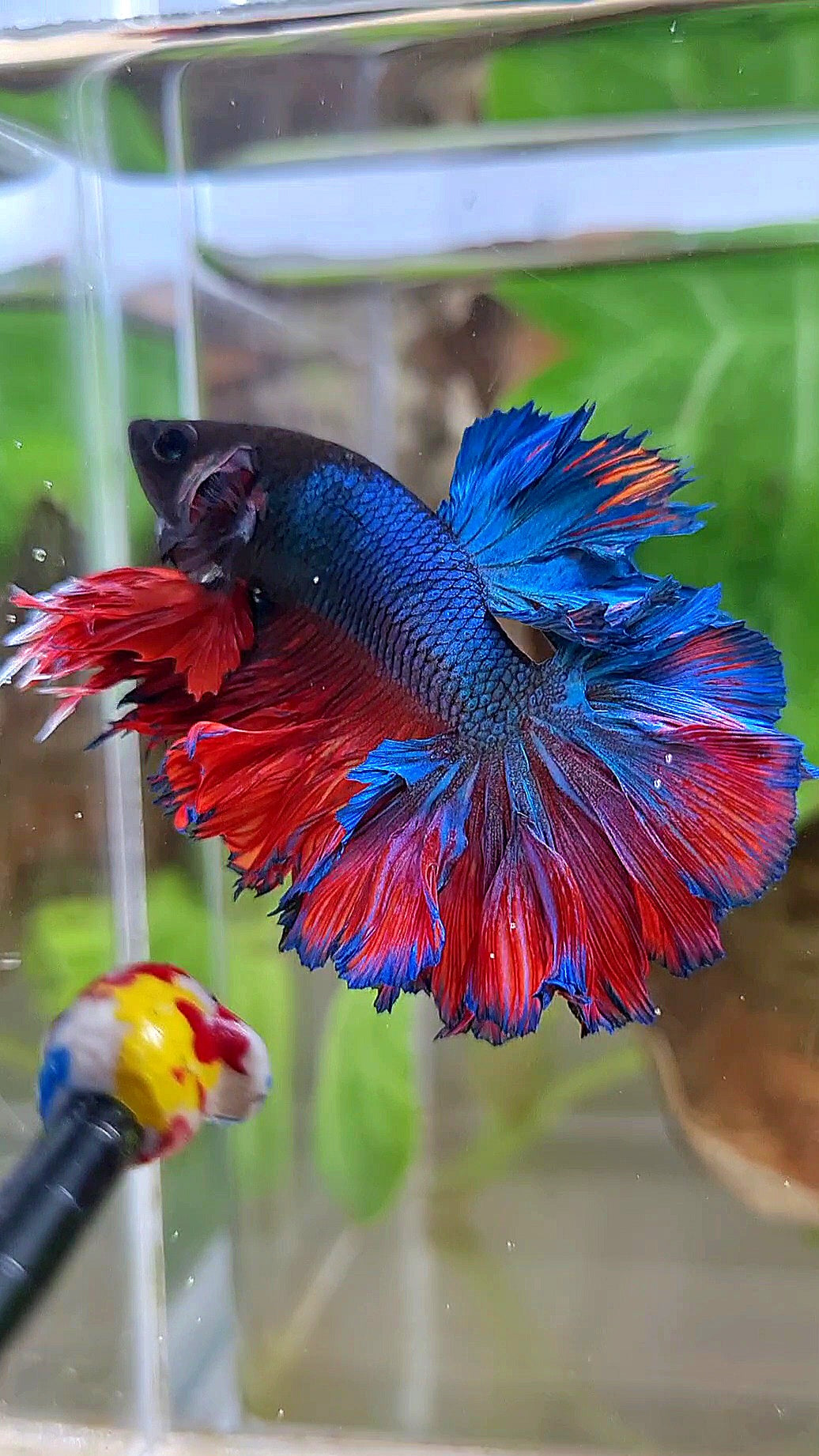 KING ROSETAIL HALFMOON BLUE RED BETTA FISH