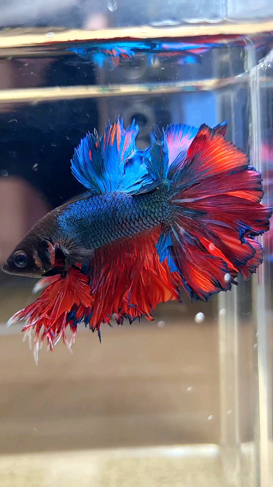 KING ROSETAIL HALFMOON BLUE RED BETTA FISH