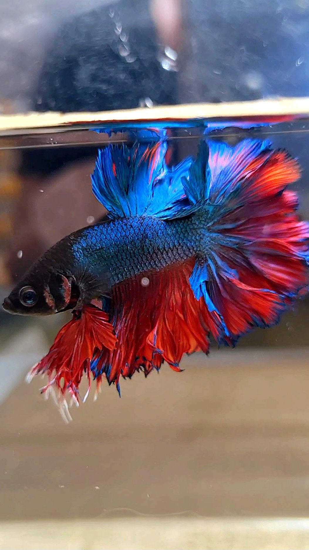 KING ROSETAIL HALFMOON BLUE RED BETTA FISH