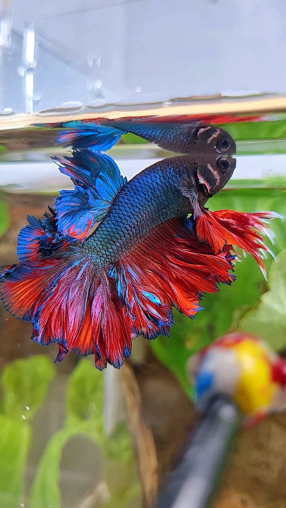 KING ROSETAIL HALFMOON BLUE RED BETTA FISH