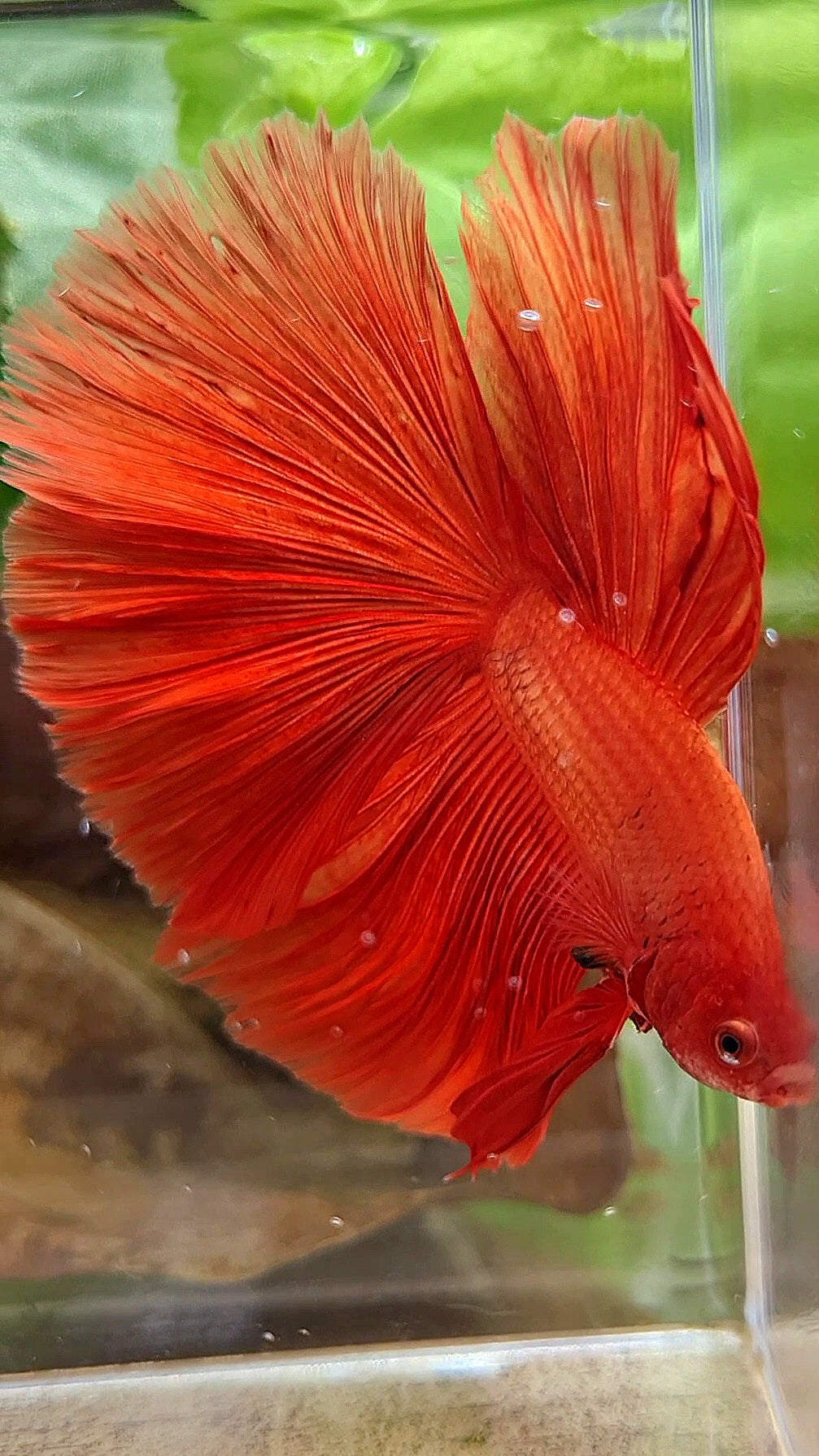 XL HALFMOON ROSETAIL SUPER RED BETTA FISH