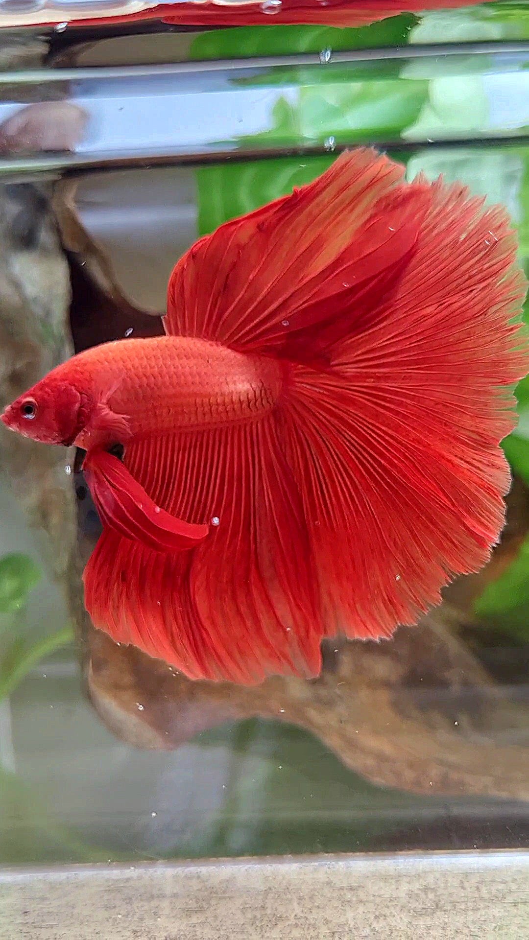 XL HALFMOON ROSETAIL SUPER RED BETTA FISH