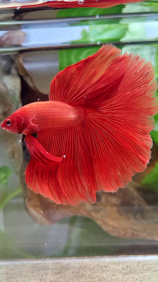 XL HALFMOON ROSETAIL SUPER RED BETTA FISH