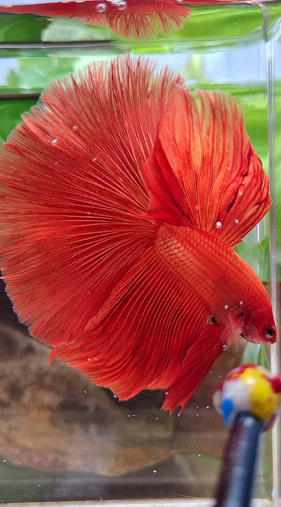 XL HALFMOON ROSETAIL SUPER RED BETTA FISH