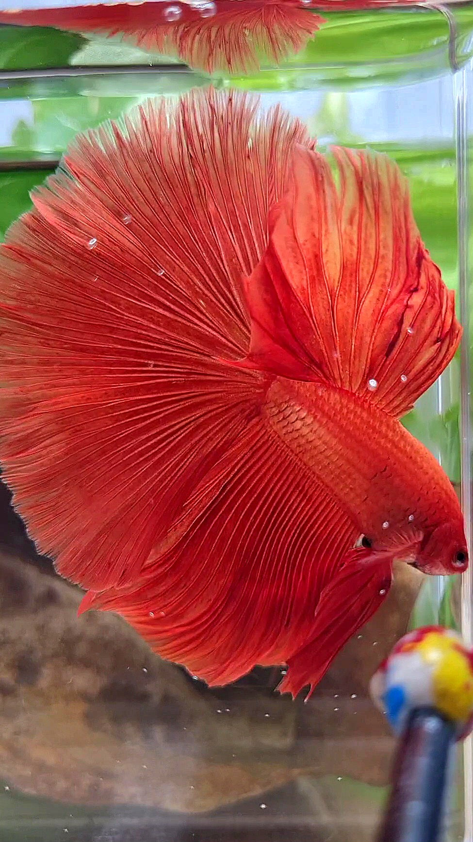 XL HALFMOON ROSETAIL SUPER RED BETTA FISH