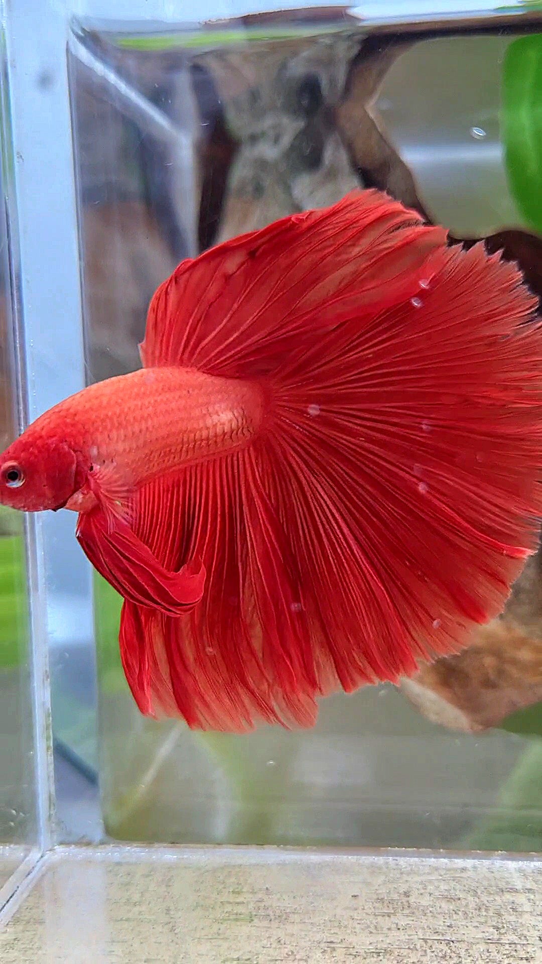XL HALFMOON ROSETAIL SUPER RED BETTA FISH