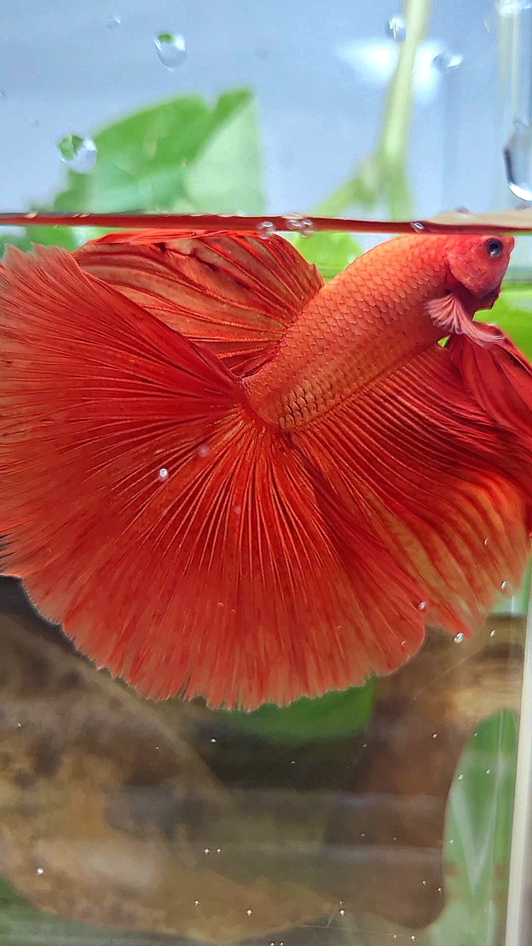 XL HALFMOON ROSETAIL SUPER RED BETTA FISH