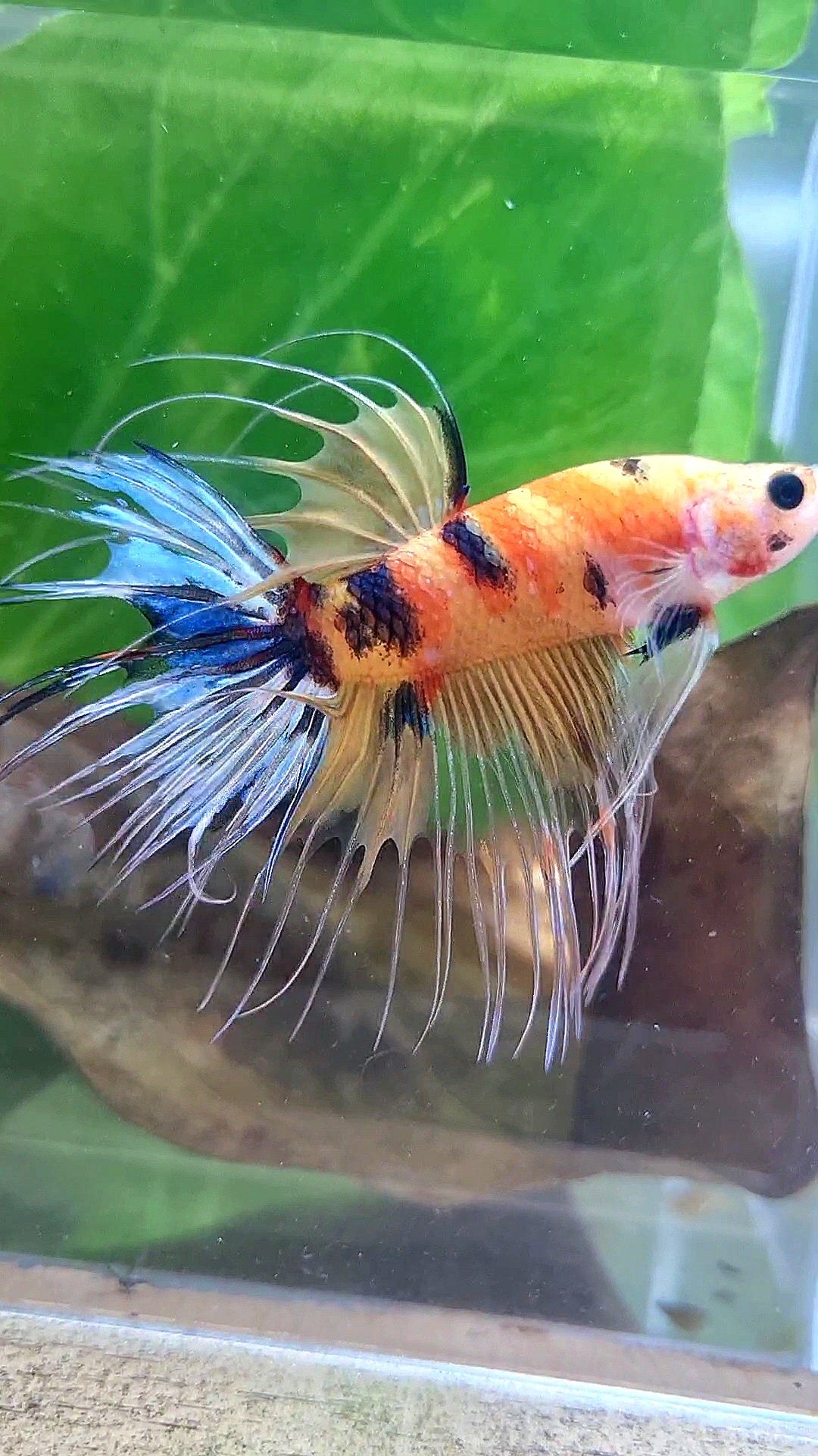 CROWNTAIL YELLOW KOI MULTICOLOR BETTA FISH