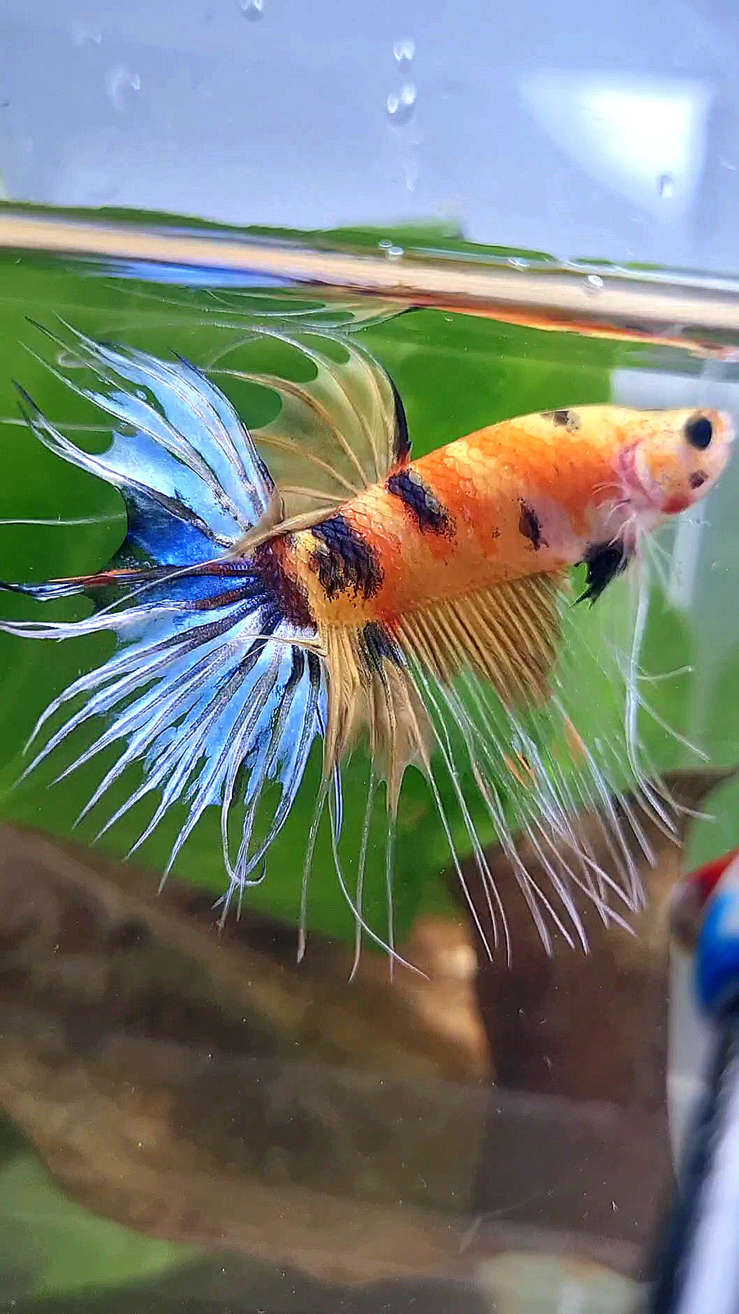 CROWNTAIL – Rare Betta Fish Store