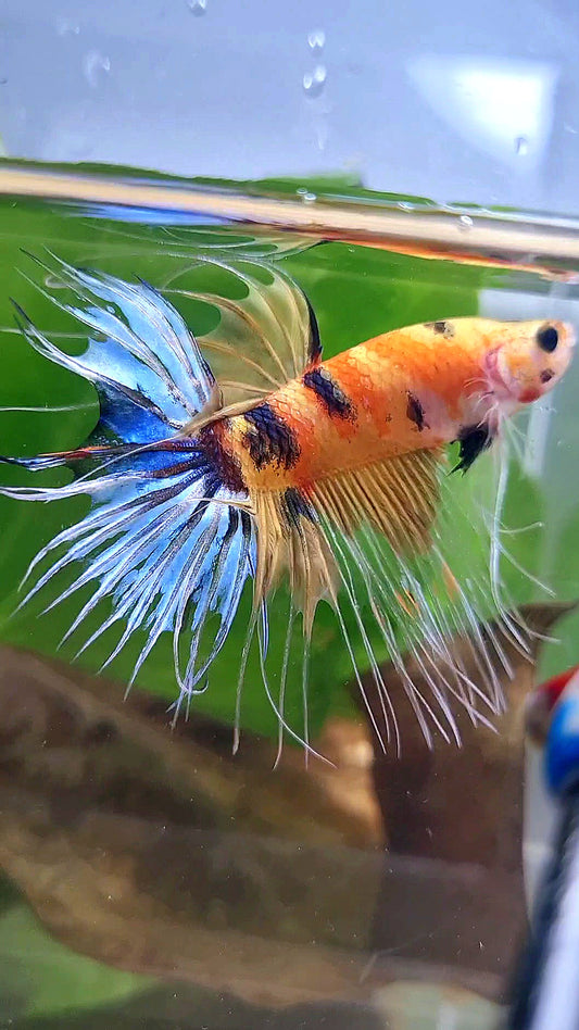 CROWNTAIL YELLOW KOI MULTICOLOR BETTA FISH
